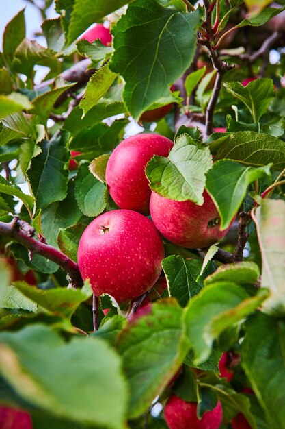 Trio von Äpfeln im Fokus auf Baum in Apple Orchard Farm