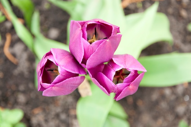 Triple tulipanes púrpuras en la vista superior