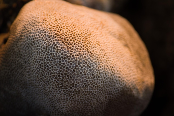 Foto tripofobia de coral marino piedra de mar