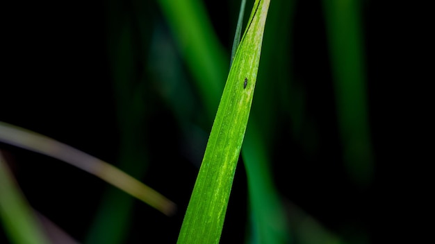 trips del campo de arroz