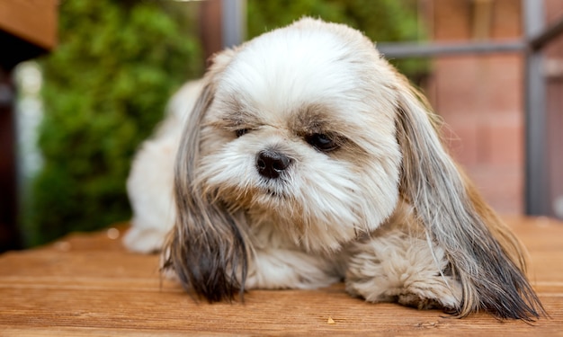 Triste aburrido perro Shih-Tzu blanco de cerca sobre un piso de madera. Foto de alta calidad