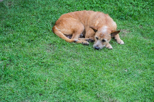 triste cachorro descansando na grama, à espera de comida