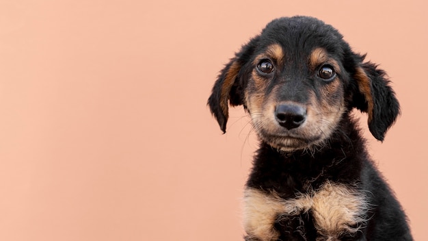 Foto triste cachorro con espacio de copia