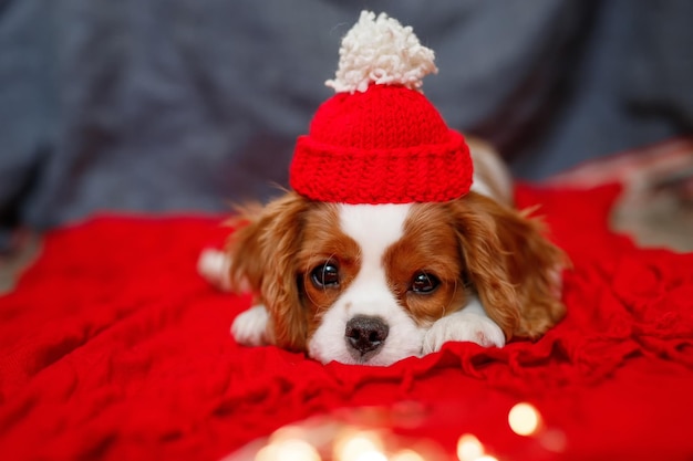 Triste cachorro de hermoso marrón blanco Cavalier King Charles Spaniel en un sombrero rojo de santa en rojo