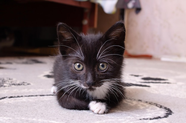 Triste gatinho preto deitado no chão