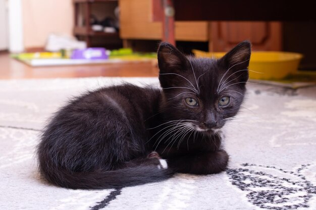 Triste gatinho preto deitado no chão