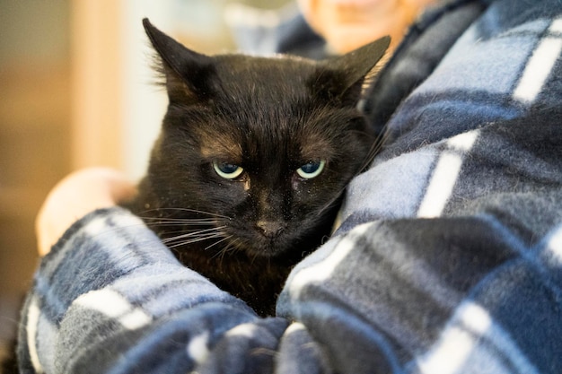 Foto triste gato negro en las manos de una mujer