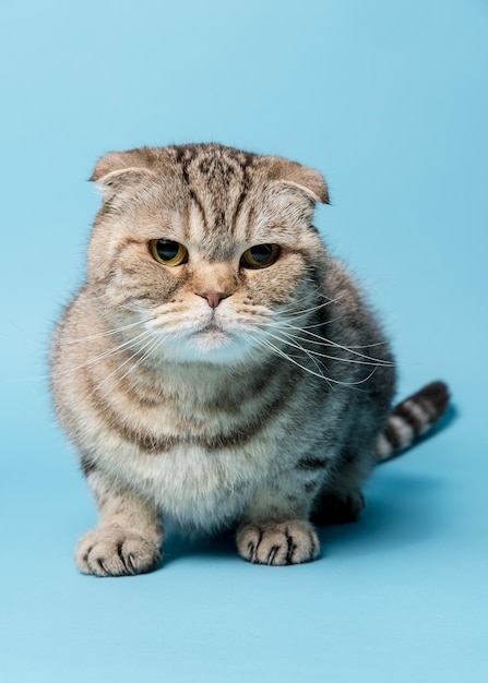 Triste gato Scottish Fold mirando cuidadosamente a la cámara Studio fondo azul.