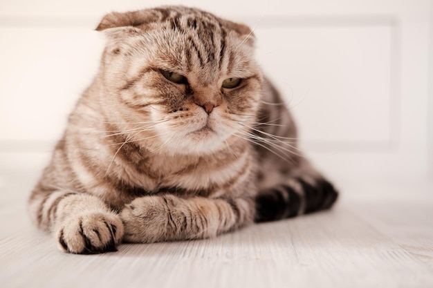 Triste gato Scottish Fold yace en el suelo y mira pensativamente a un lado