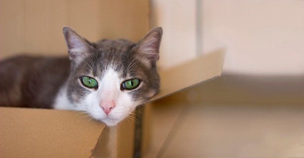 Un triste y hermoso gato gris blanco doméstico con ojos verdes yace solo en una caja de cartón en el interior