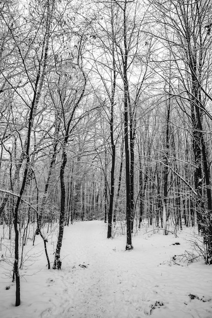 triste inverno paisagem branca e preta com árvores na neve em janeiro