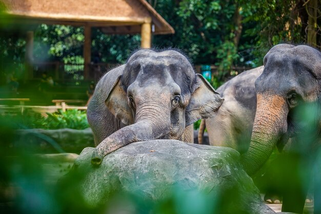 Triste jovem elefante