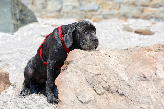 Triste joven perro negro puso su cabeza sobre una piedra