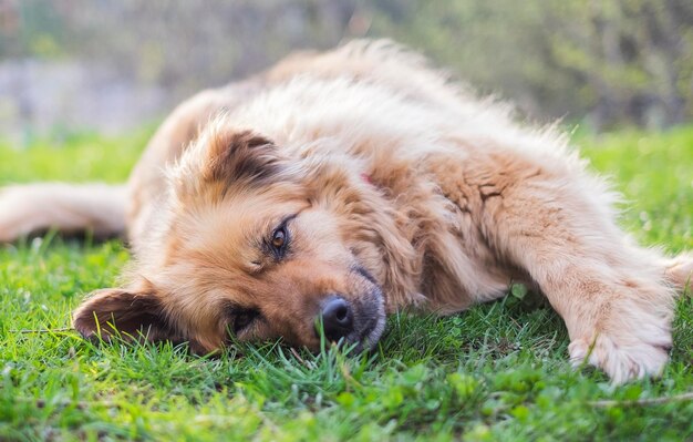 Triste lindo cão bege fofo deitado na grama