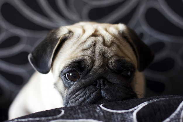 Triste perrito pug con ojos grandes