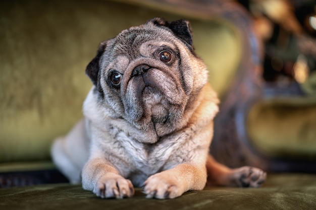 Triste perro pug sentado en casa en el sofá con sombrero y cosas de celebración