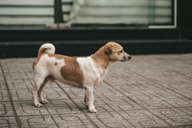 Triste perro solitario abandonado en la calle de la ciudad