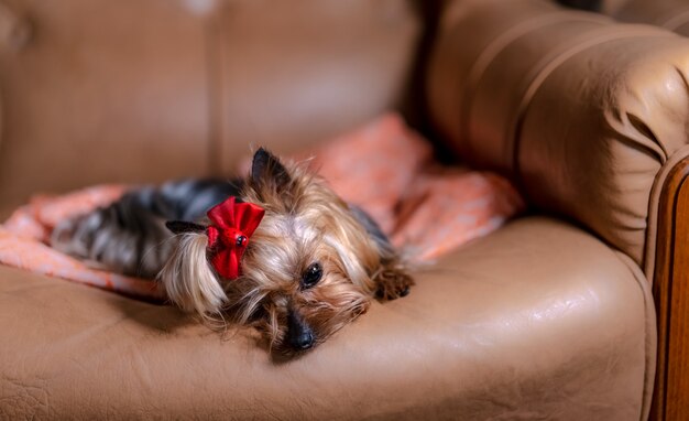 Triste perro yace en un sillón