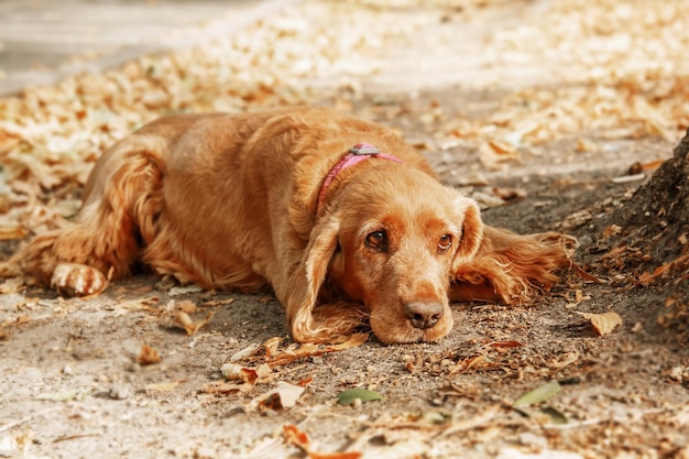 Triste retrato de perro Cocker Spaniel inglés. Temporada de otoño. Otoño