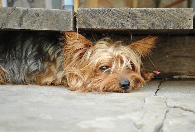 Triste shaggy lindo yorkshire terrier deitado no chão e se escondendo