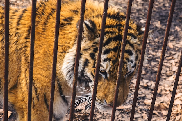 Triste tigre siberiano (Amur) detrás de la jaula oxidada en safari park