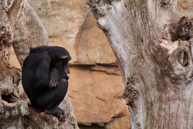 Foto la tristeza de un mono en un árbol la tristeza del momento