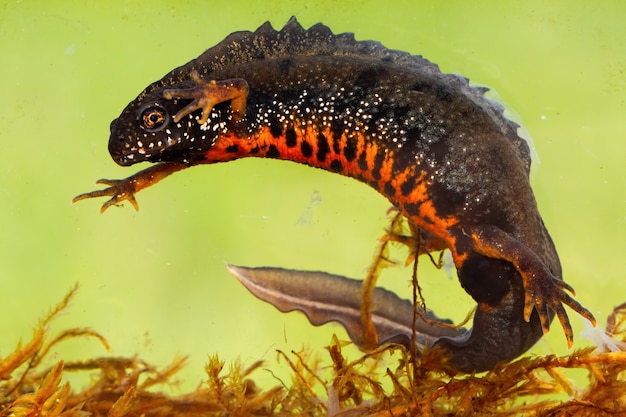 Foto tritão com crista do danúbio masculino nadando embaixo d'água no rio