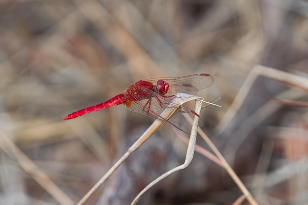 Foto trithemis arteriosa macho com veias vermelhas empoleirado na grama seca