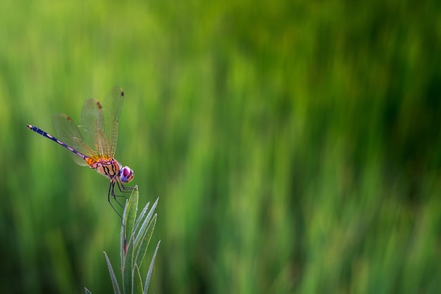 Trithemis pallidinervis, La libélula de planeador de patas largas sobre la hierba