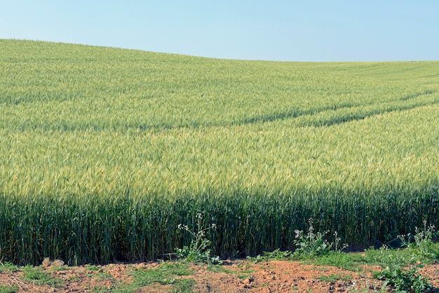 Triticale-Plantage, ein neues Hybridfutter