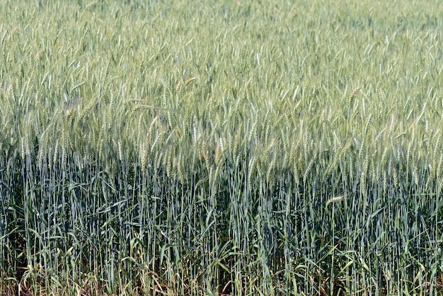 Triticale-Plantage, ein neues Hybridfutter