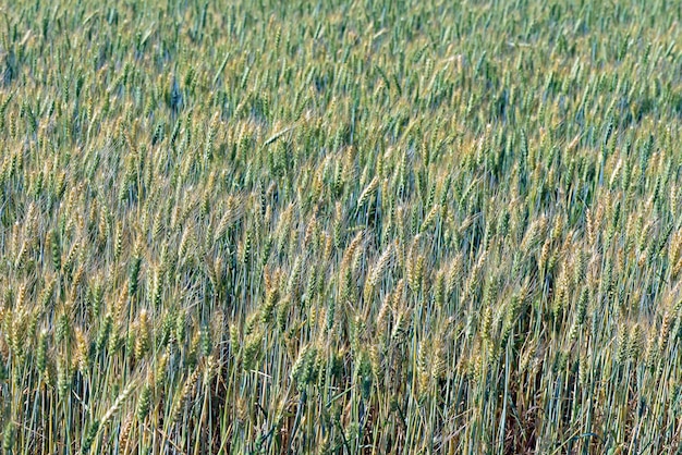 Triticale-Plantage, ein neues Hybridfutter