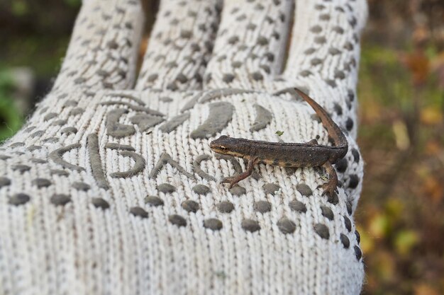 El tritón común busca cobijo para el invierno en el jardín