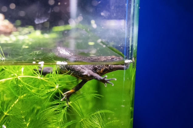 Tritón crestado nadando en acuario con hornwort verde