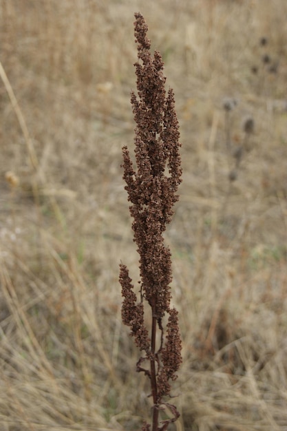 Foto trockenblumen auf dem feld im winter makrofokus