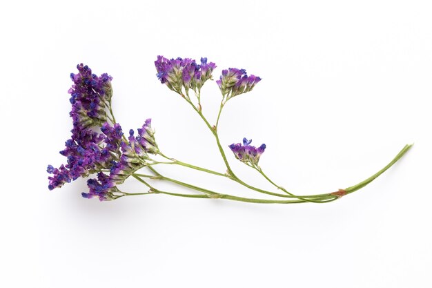 Trockenblumen auf weißer Oberfläche. Flache Lage, Draufsicht.