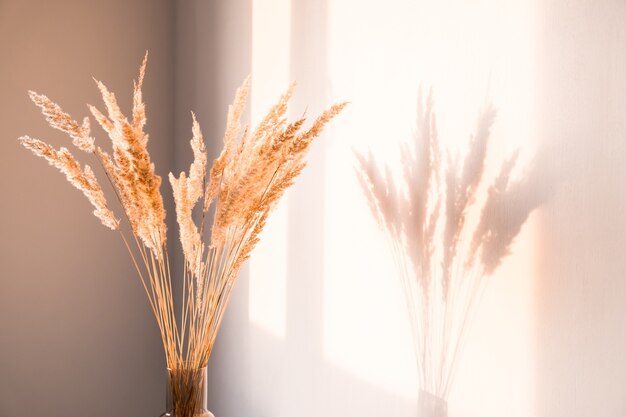 Trockenblumen mit Schatten gegen eine helle Wand