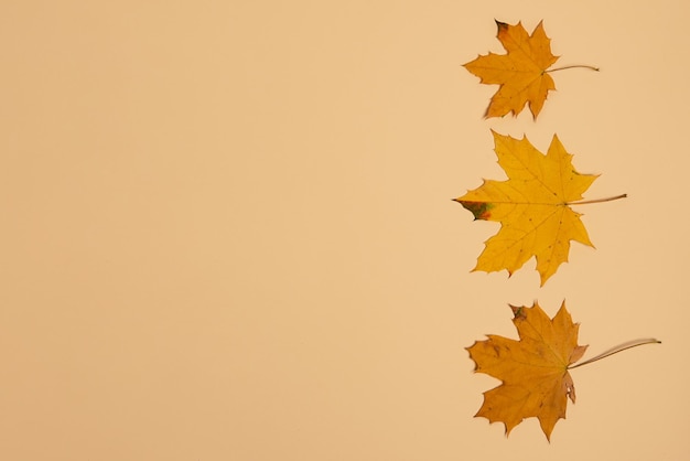 Trockene Ahornblätter auf pastellfarbenem HintergrundBanner mit negativem Raum