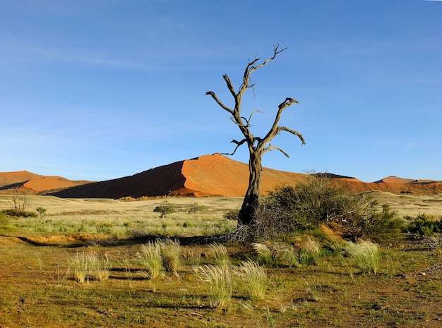 Trockene Bäume in Dünen, Namib Wüste, Sossusvlei, Namibia