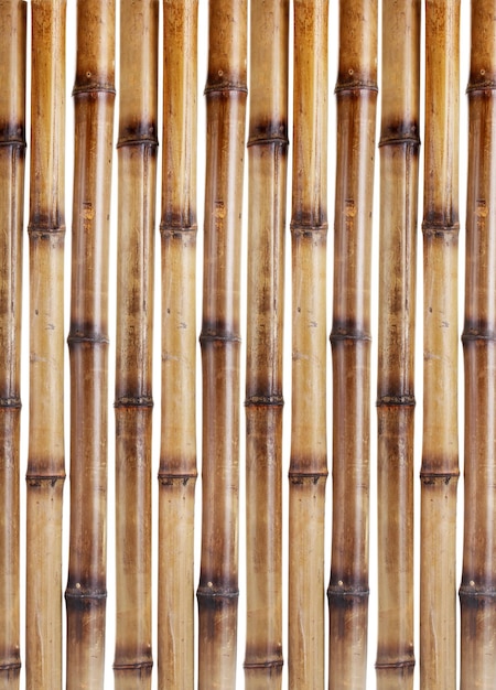 Foto trockene bambusstöcke lokalisiert auf weiß