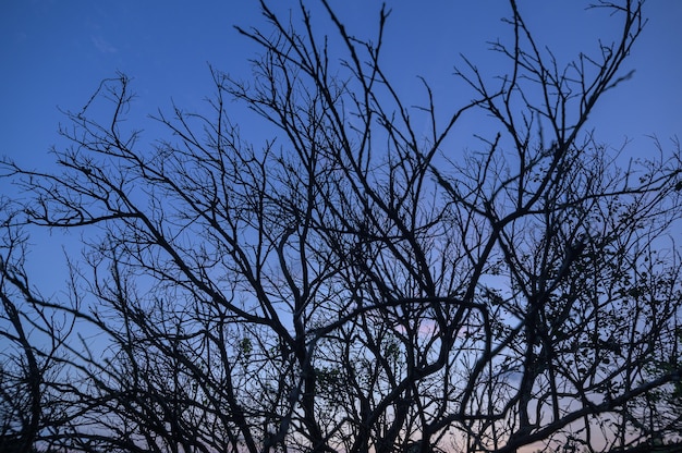 Trockene Baumschattenbild gegen den Himmel am Abend