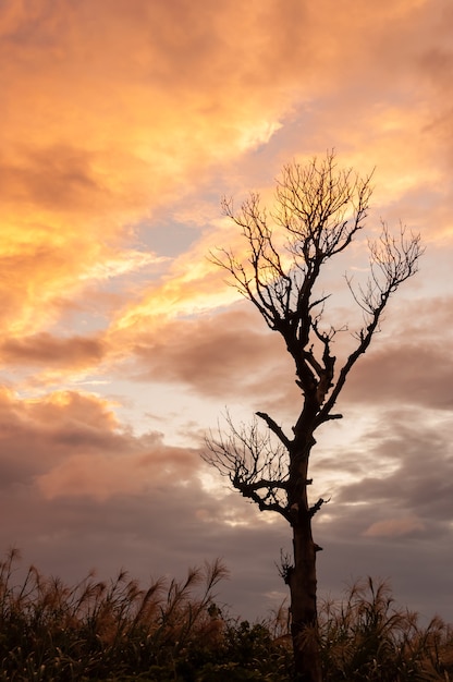 Trockene Baumschattenbild lokalisiert auf einem gelben grauen Wolkenhimmel.