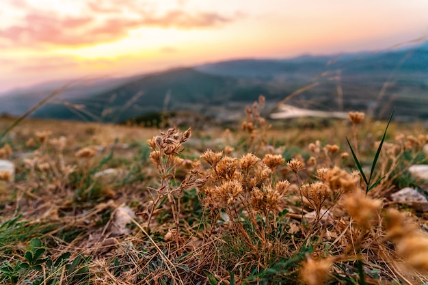 Trockene Bergblumen in den Sonnenuntergangsstrahlen am Berghang