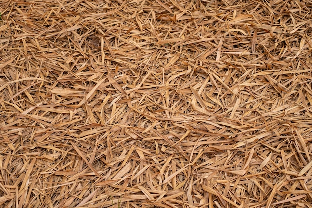 Trockene Blätter auf dem Boden Blätter bedecken Schönheitsmuster im Gartenwald. Herbstlaub Bäume im Sommer Schöne natürliche Farben für die Hintergrundtextur.