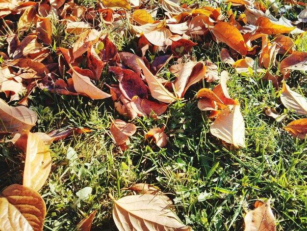 Foto trockene blätter auf dem gras im herbst