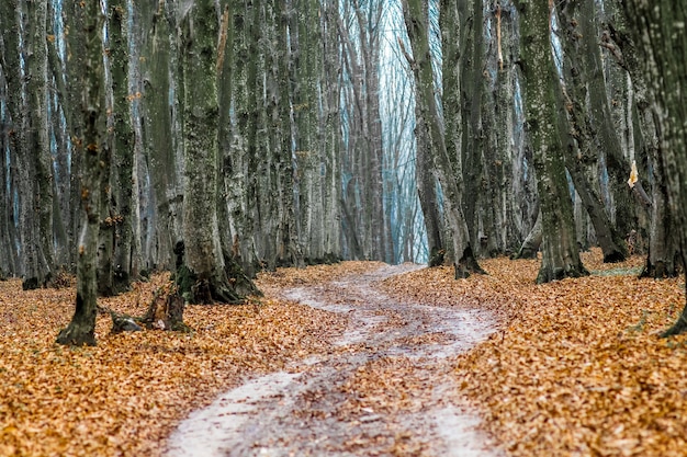 Trockene Blätter auf einer Forststraße im Herbst