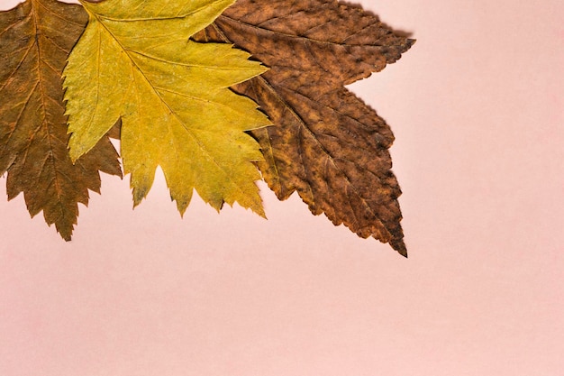 Trockene Blätter auf rosa Hintergrund