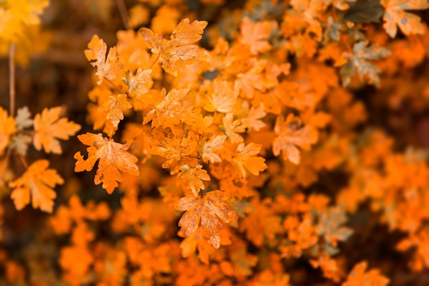 Trockene Blätter aus einem herbstlichen Wald