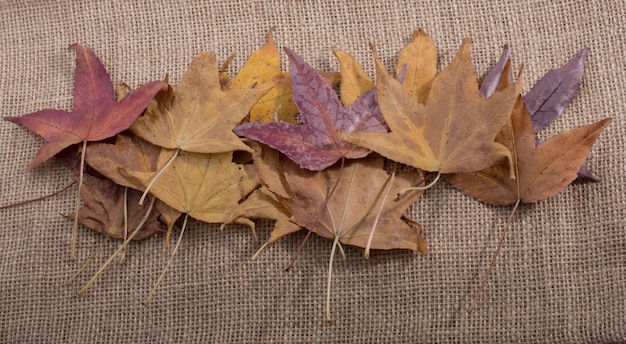 trockene Blätter der Herbstsaison auf Leinenleinwand