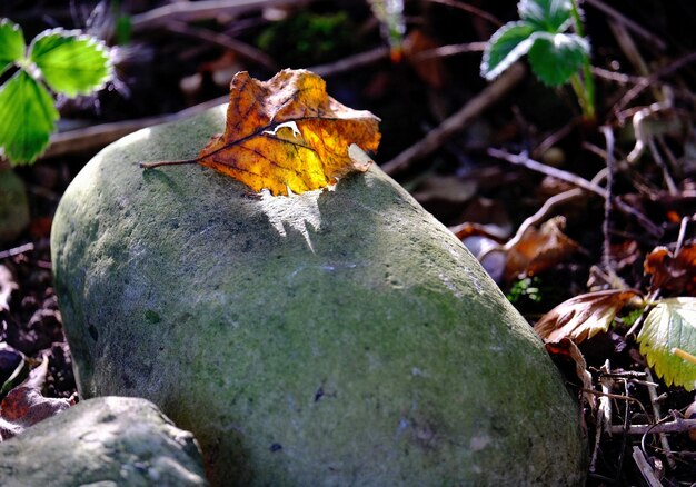 Foto trockene blätter, die im herbst auf die pflanze fallen